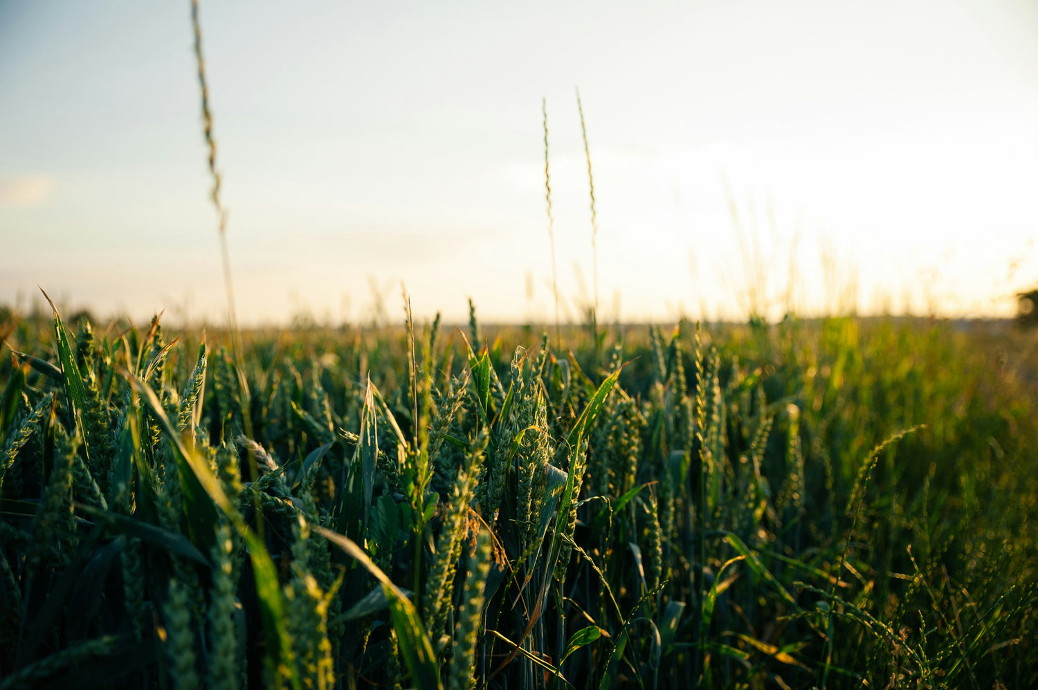 Grüne Getreidepflanzen im Sonnenuntergang, ländliche Landschaft mit goldenem Licht, Natur und Landwirtschaft im Fokus.